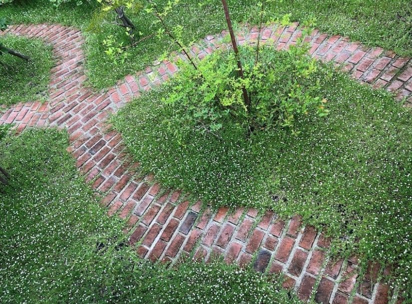 クラピアと赤レンガの庭