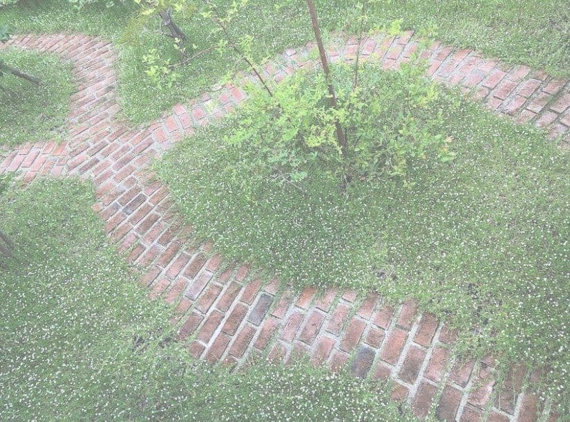 クラピアと赤レンガの庭