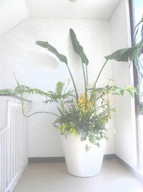 観葉植物の寄せ植え