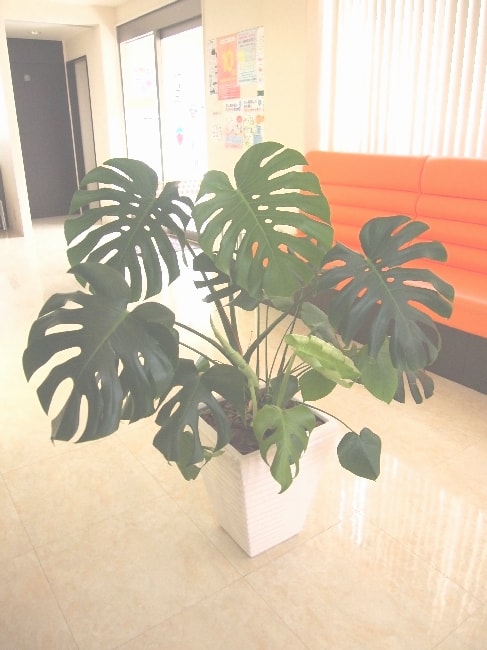 モンステラ・観葉植物