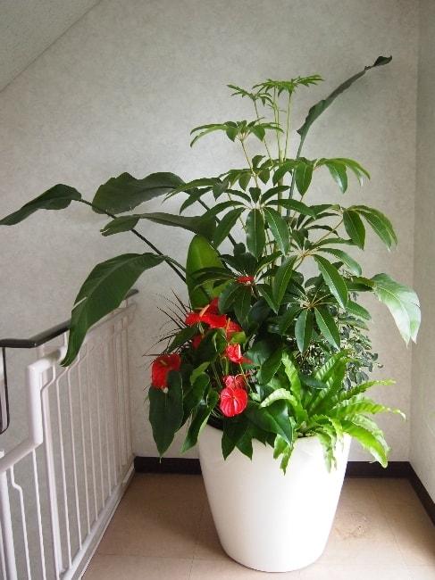 観葉植物の寄せ植え