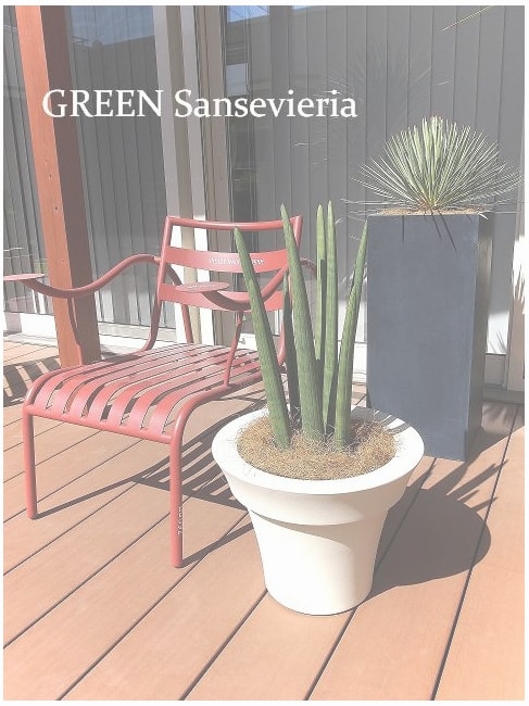 観葉植物のあるテラス