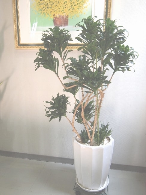 ドラセナコンパクター・観葉植物