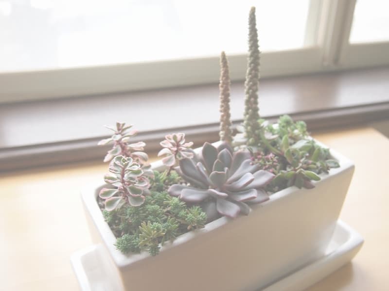 多肉植物の寄せ植え