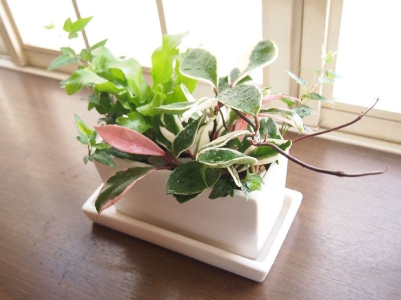 観葉植物の寄せ植え