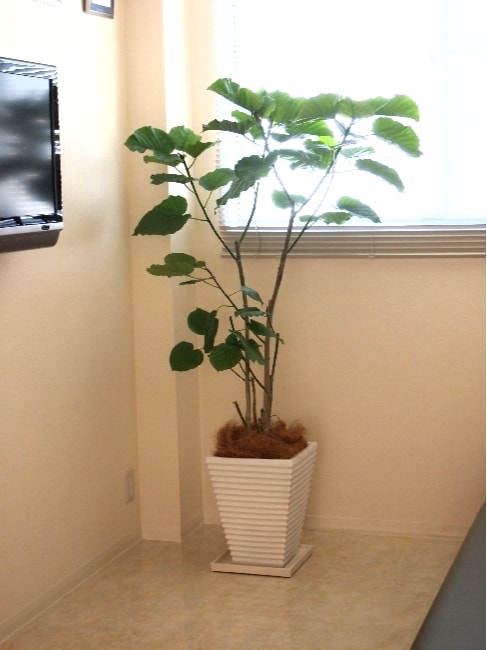 ウンベラータ・観葉植物