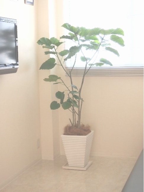 ウンベラータ・観葉植物