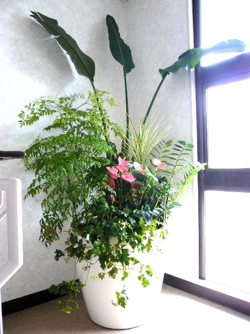 観葉植物の寄せ植え