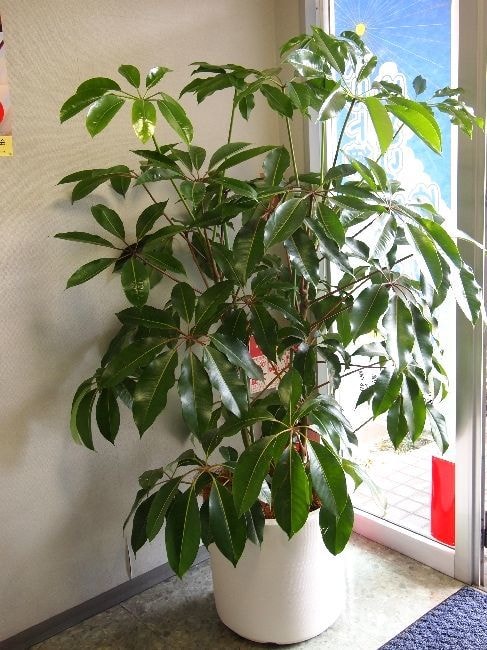 ツピダンサス・観葉植物