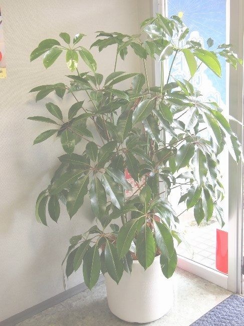 ツピダンサス・観葉植物