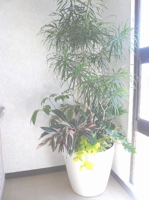 観葉植物の寄せ植え