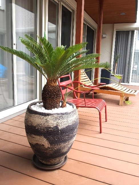 ソテツ・鉢植え