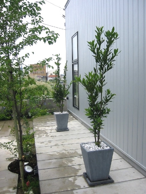 ゲッケイジュ・鉢植え