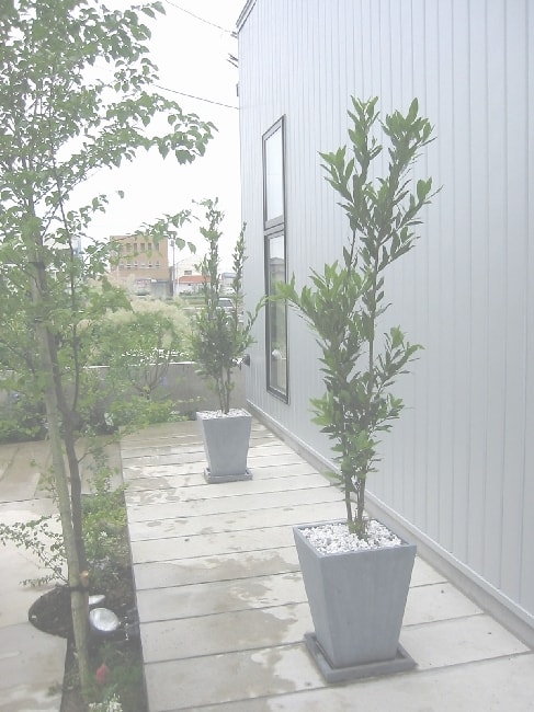 ゲッケイジュ・鉢植え