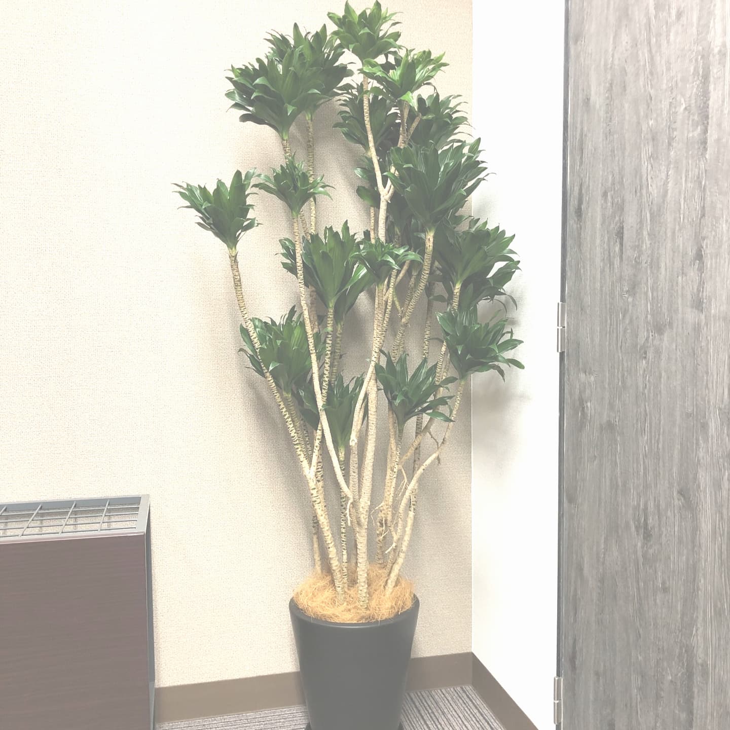 ドラセナコンパクター