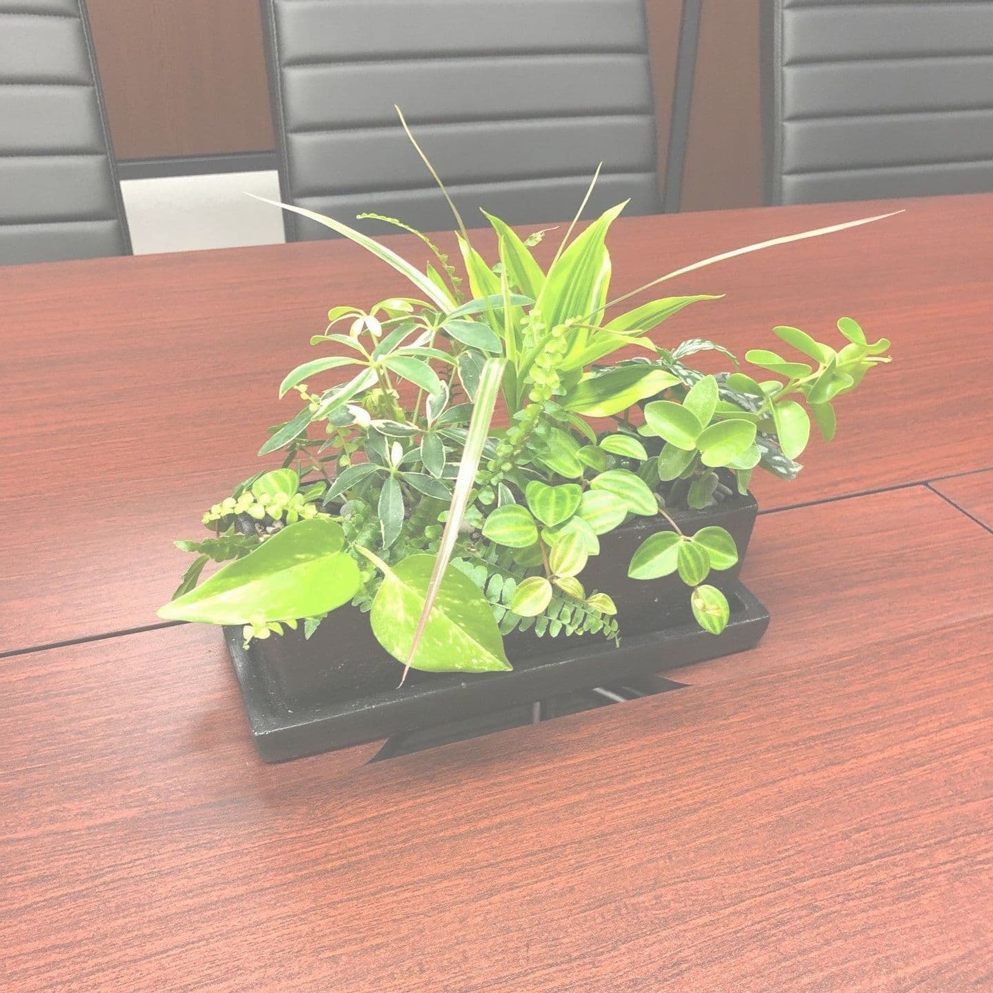 観葉植物の寄せ植え